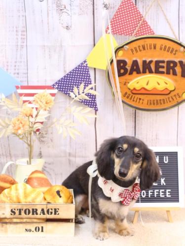 20240912大福ちゃん